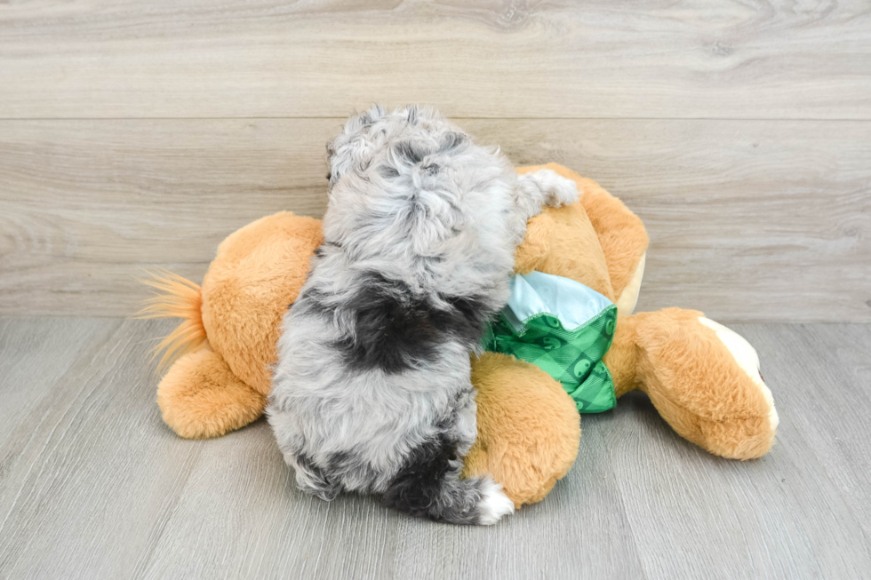 Mini Aussiedoodle Pup Being Cute