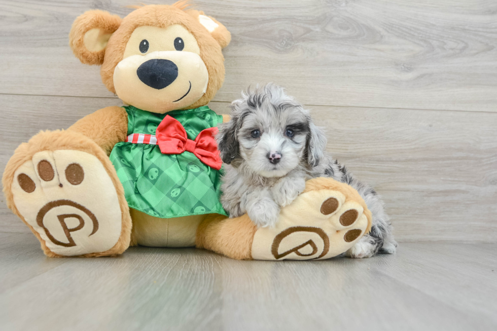 Mini Aussiedoodle Pup Being Cute