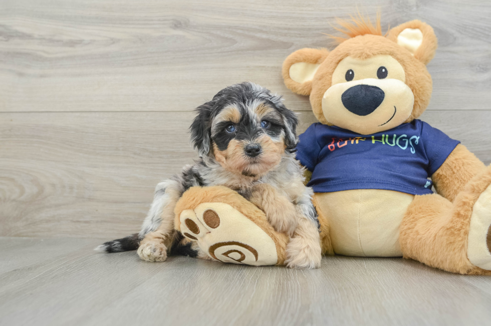 5 week old Mini Aussiedoodle Puppy For Sale - Puppy Love PR