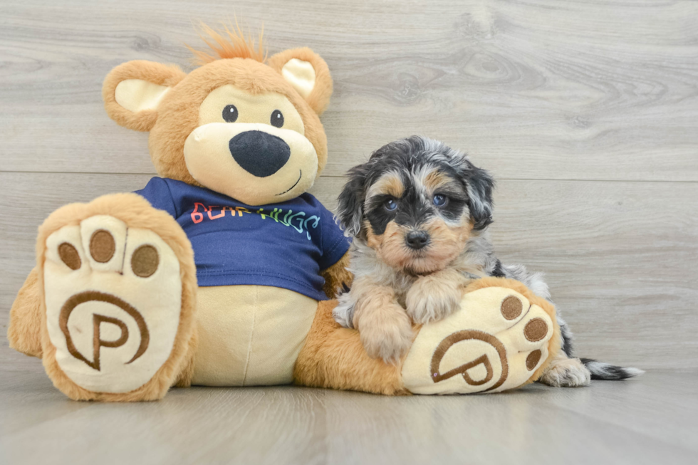 Best Mini Aussiedoodle Baby