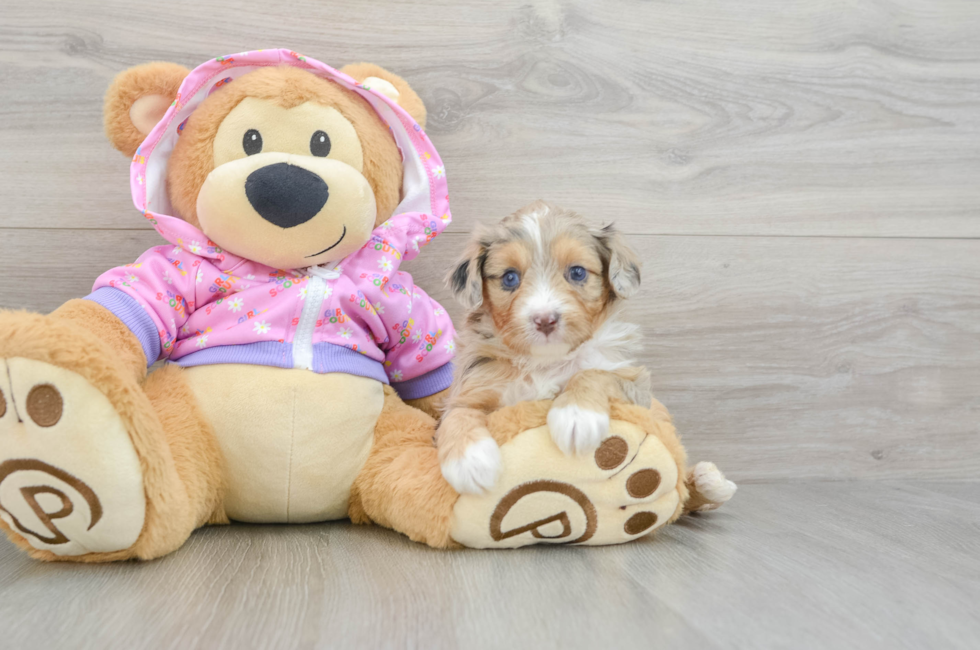 6 week old Mini Aussiedoodle Puppy For Sale - Puppy Love PR