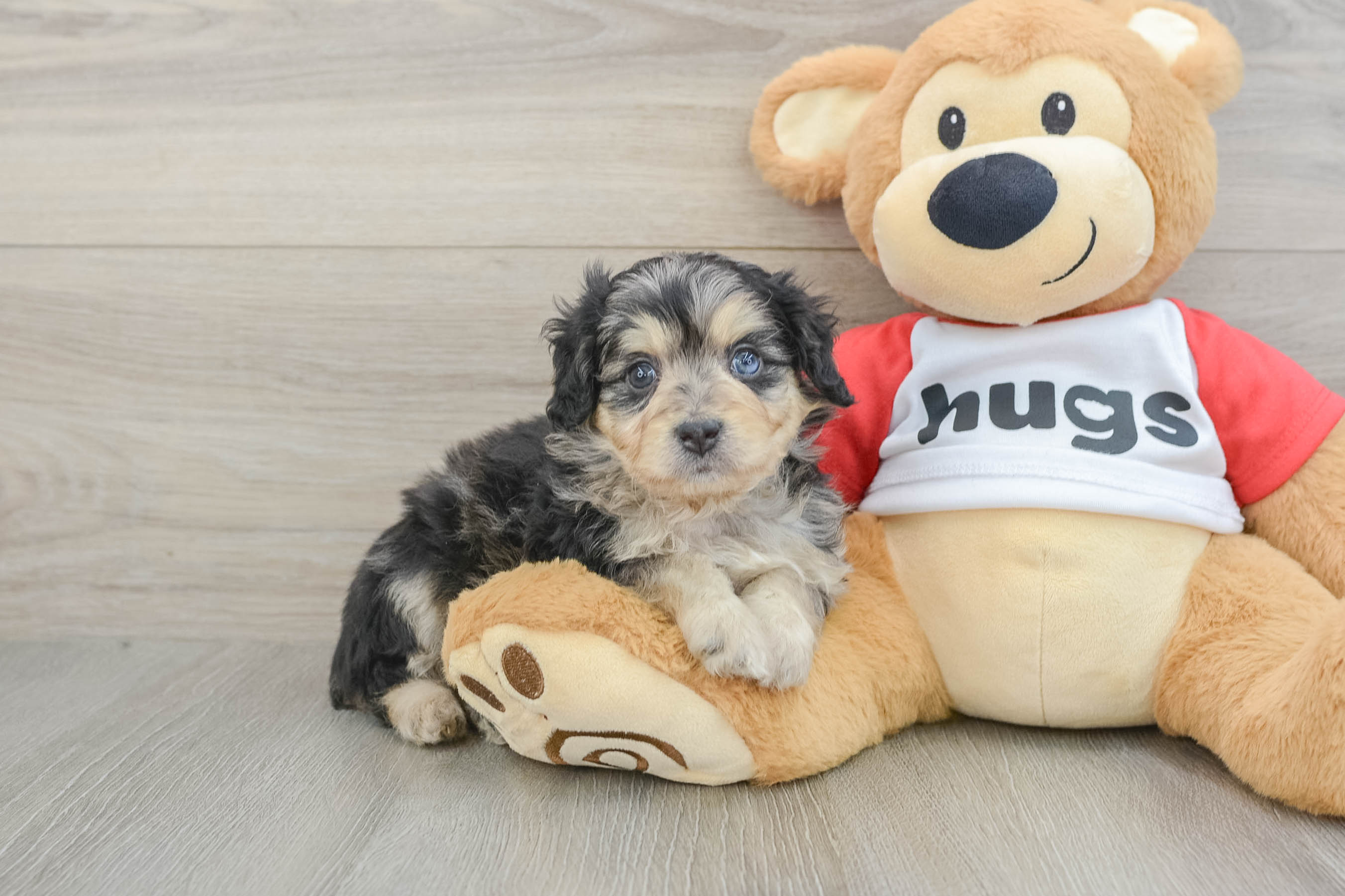 Sweet Mini Aussiedoodle Baby