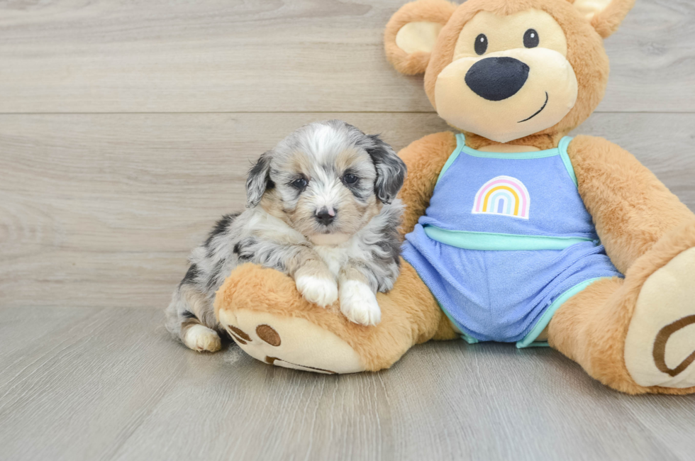5 week old Mini Aussiedoodle Puppy For Sale - Puppy Love PR