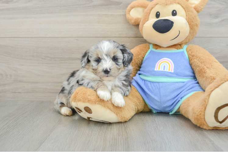 Meet Kova - our Mini Aussiedoodle Puppy Photo 1/3 - Puppy Love PR Popular Mini Aussiedoodle Poodle Mix Pup