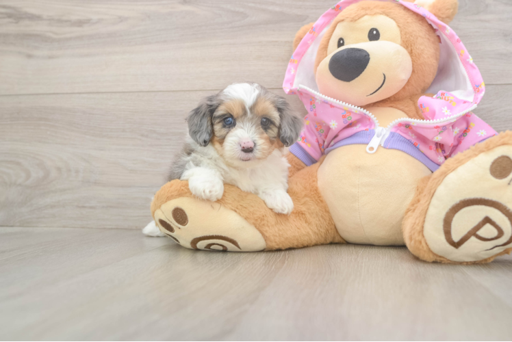 Playful Mini Aussiepoodle Poodle Mix Puppy