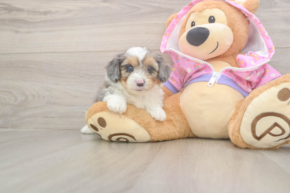 Meet Kova - our Mini Aussiedoodle Puppy Photo  1/3 - Puppy Love PR Playful Mini Aussiepoodle Poodle Mix Puppy