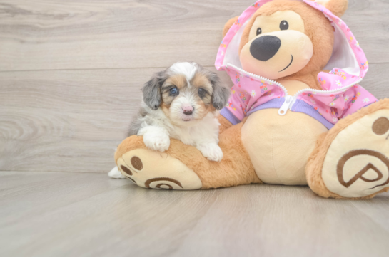 5 week old Mini Aussiedoodle Puppy For Sale - Puppy Love PR Playful Mini Aussiepoodle Poodle Mix Puppy