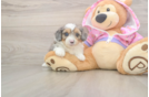 Meet Kova - our Mini Aussiedoodle Puppy Photo  1/3 - Puppy Love PR Playful Mini Aussiepoodle Poodle Mix Puppy