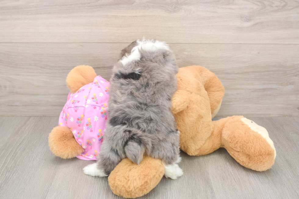 Meet Kova - our Mini Aussiedoodle Puppy Photo  3/3 - Puppy Love PR Petite Mini Aussiedoodle Poodle Mix Pup