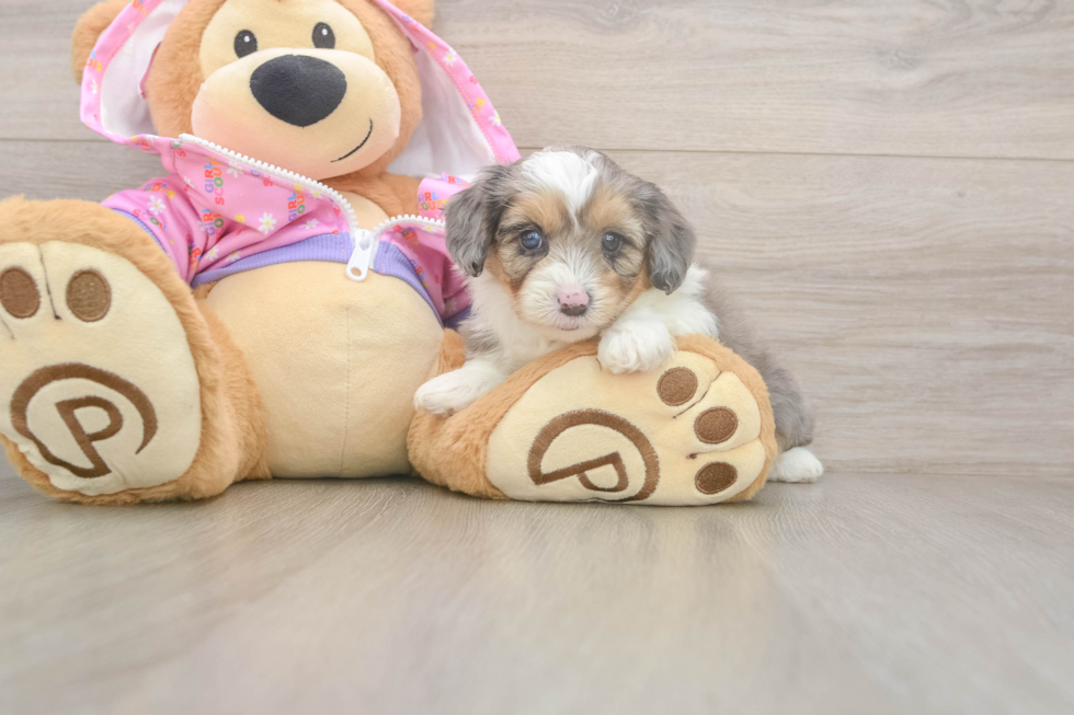 Meet Kova - our Mini Aussiedoodle Puppy Photo  2/3 - Puppy Love PR Adorable Mini Australian Shepherd X Poodle Mix Poodle Mix Puppy