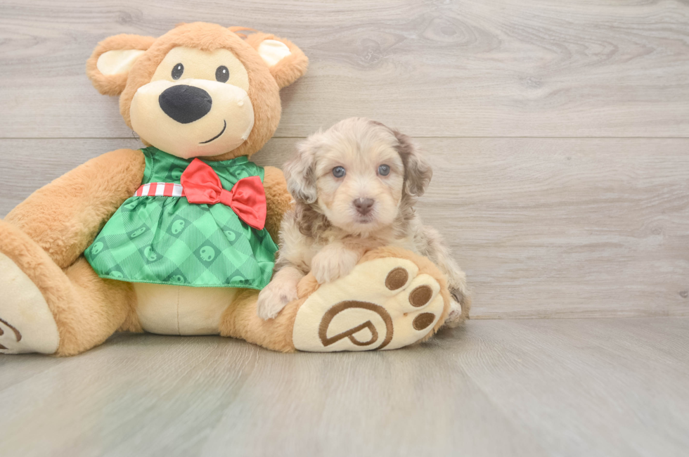 5 week old Mini Aussiedoodle Puppy For Sale - Puppy Love PR