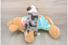 Mini Aussiedoodle Pup Being Cute