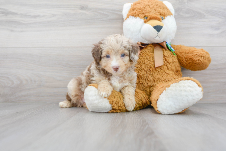 Meet Kova - our Mini Aussiedoodle Puppy Photo 1/3 - Puppy Love PR Best Mini Aussiedoodle Baby