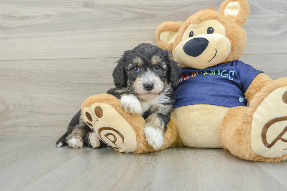 Mini Aussiedoodle Pup Being Cute