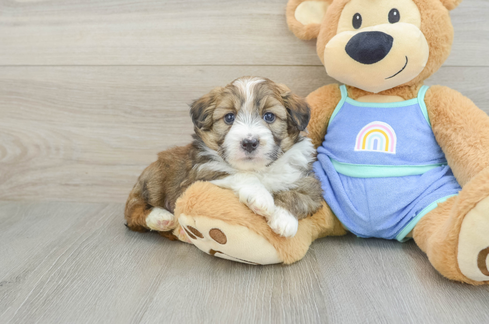 5 week old Mini Aussiedoodle Puppy For Sale - Puppy Love PR