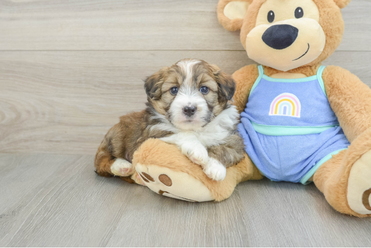 Meet Kyle - our Mini Aussiedoodle Puppy Photo 1/3 - Puppy Love PR Mini Aussiedoodle Pup Being Cute