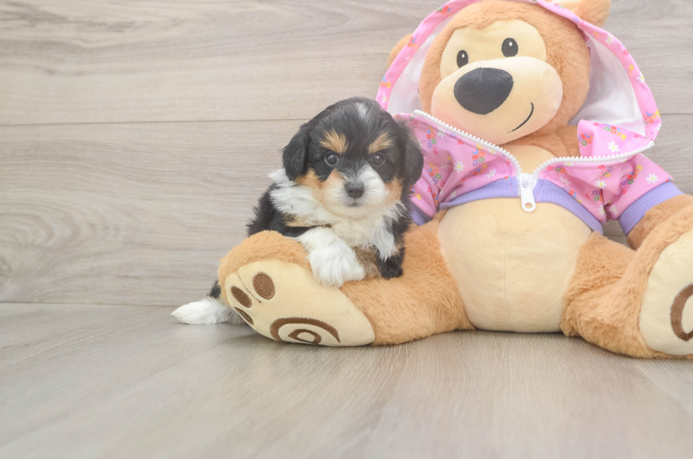 5 week old Mini Aussiedoodle Puppy For Sale - Puppy Love PR