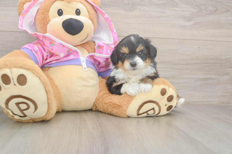Meet Kyle - our Mini Aussiedoodle Puppy Photo  2/3 - Puppy Love PR Mini Aussiedoodle Puppy for Adoption