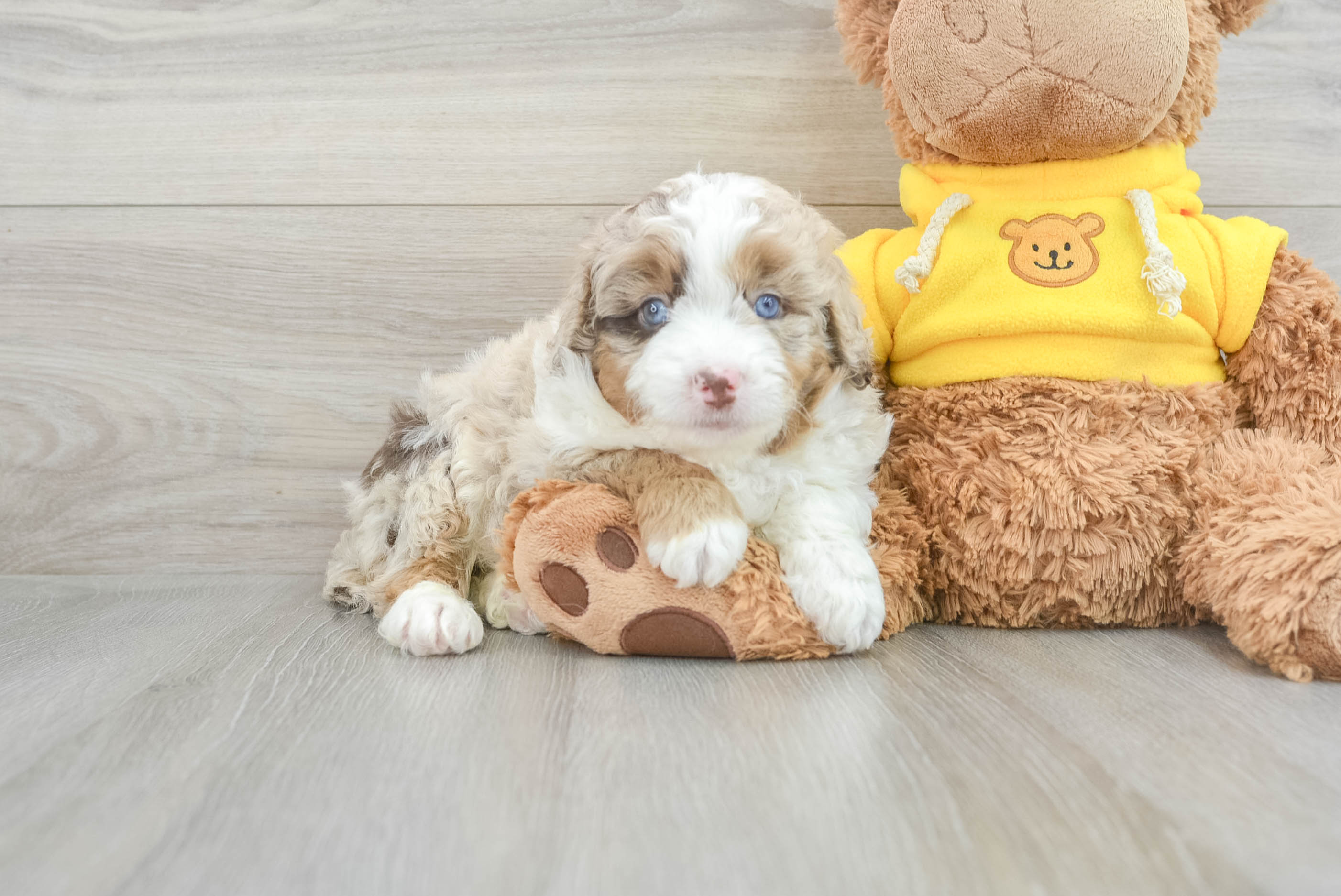 Petite Mini Aussiedoodle Poodle Mix Pup