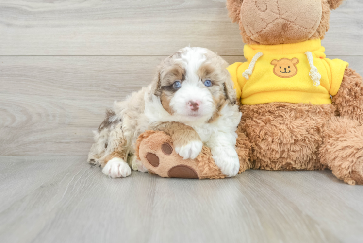 Meet Lauderdale - our Mini Aussiedoodle Puppy Photo 1/3 - Puppy Love PR Petite Mini Aussiedoodle Poodle Mix Pup