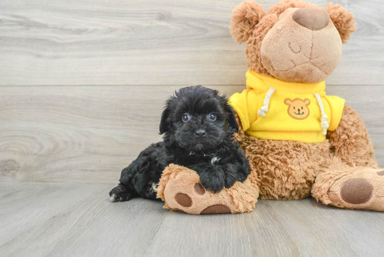 Meet Lauderdale - our Mini Aussiedoodle Puppy Photo 1/3 - Puppy Love PR Mini Aussiedoodle Puppy for Adoption