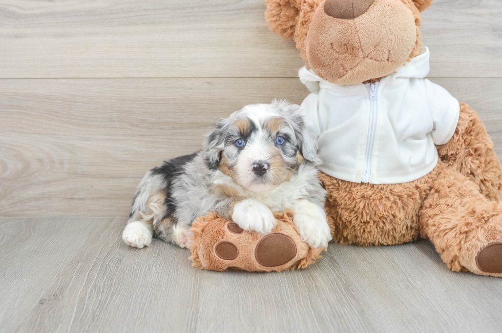 6 week old Mini Aussiedoodle Puppy For Sale - Puppy Love PR