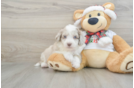 Smart Mini Aussiedoodle Poodle Mix Pup