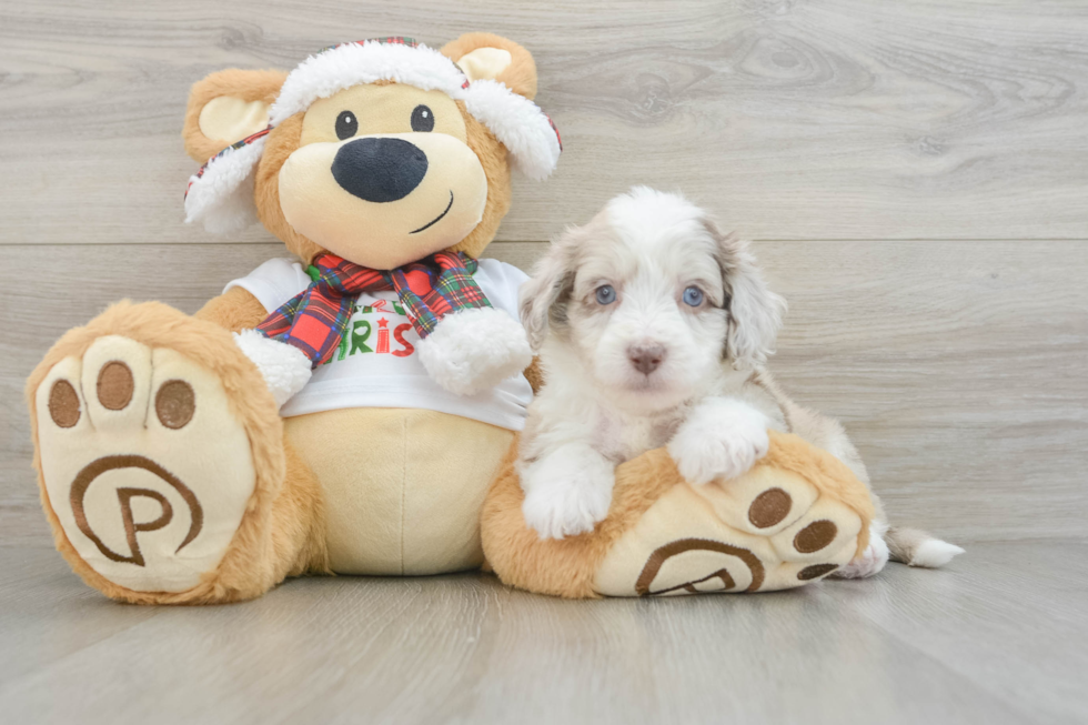 Mini Aussiedoodle Pup Being Cute