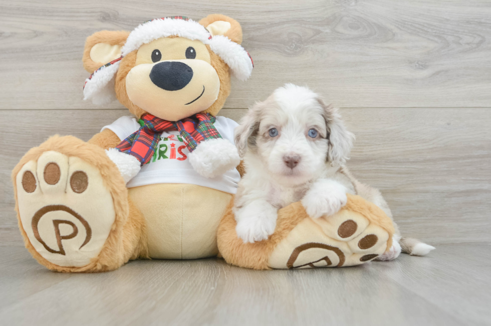 5 week old Mini Aussiedoodle Puppy For Sale - Puppy Love PR