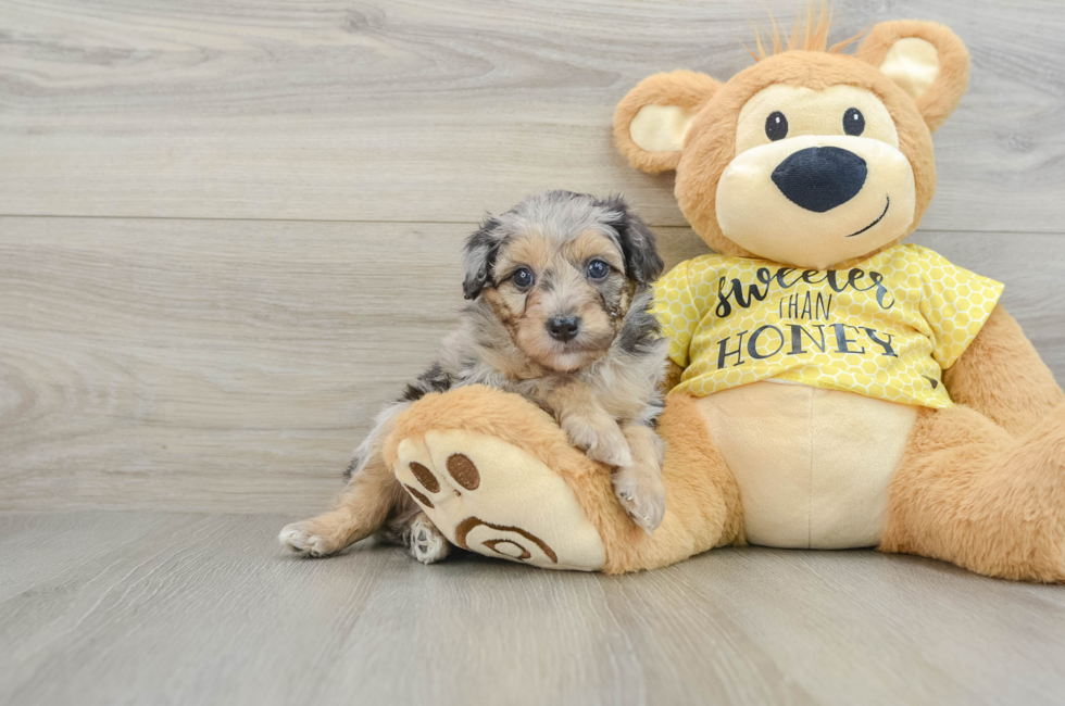 6 week old Mini Aussiedoodle Puppy For Sale - Puppy Love PR