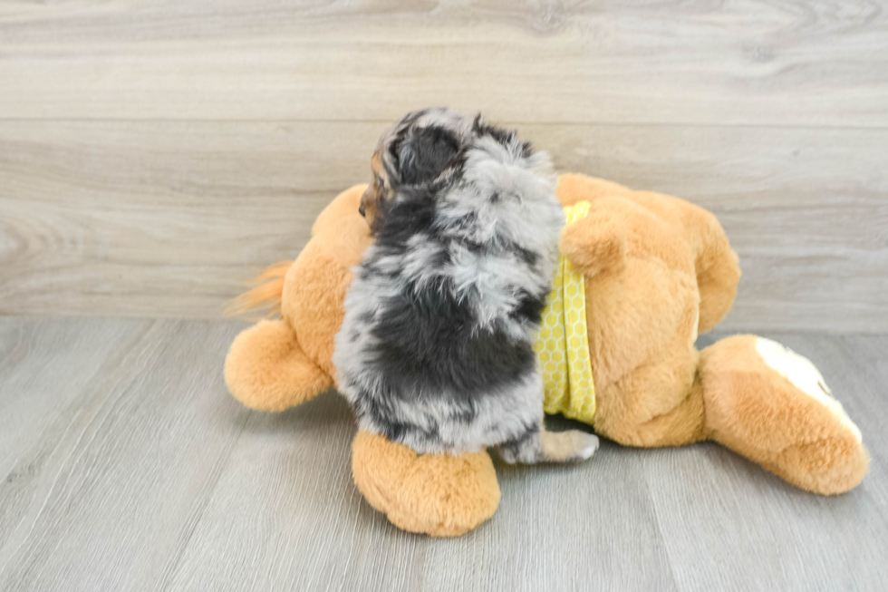 Friendly Mini Aussiedoodle Baby