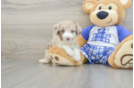 Mini Aussiedoodle Pup Being Cute