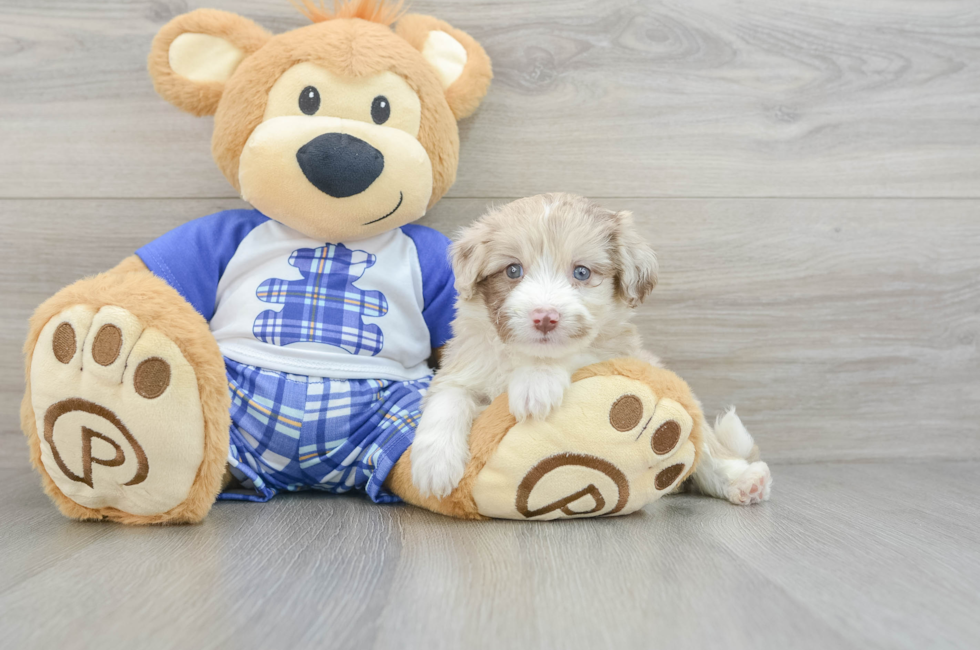 6 week old Mini Aussiedoodle Puppy For Sale - Puppy Love PR