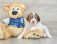9 week old Mini Aussiedoodle Puppy For Sale - Puppy Love PR