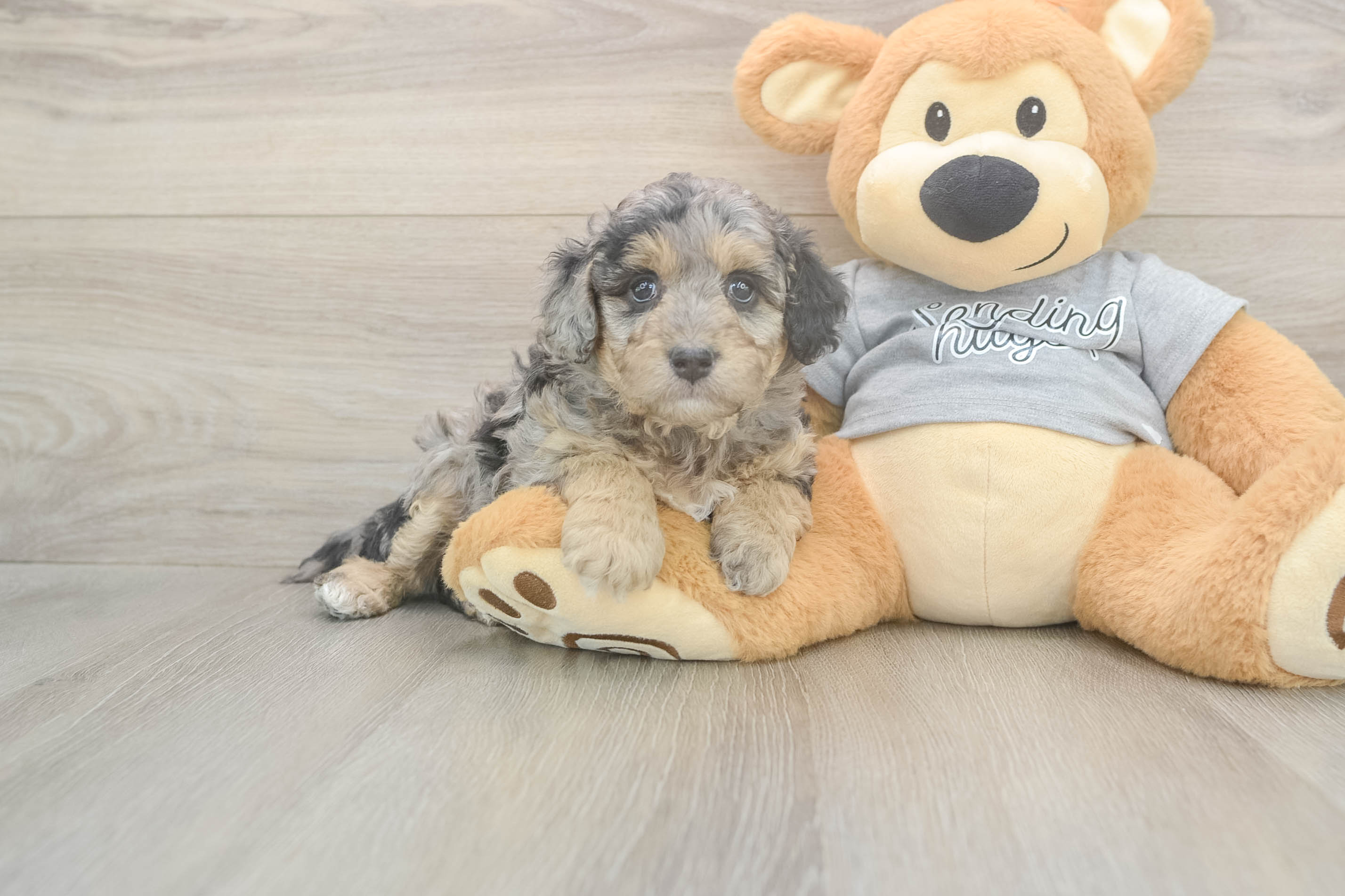 Petite Mini Aussiedoodle Poodle Mix Pup