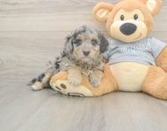 7 week old Mini Aussiedoodle Puppy For Sale - Puppy Love PR