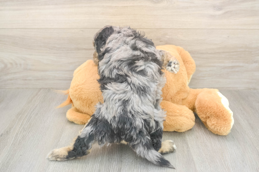 Sweet Mini Aussiedoodle Baby