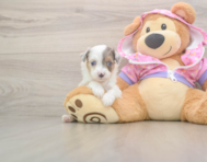 8 week old Mini Aussiedoodle Puppy For Sale - Puppy Love PR