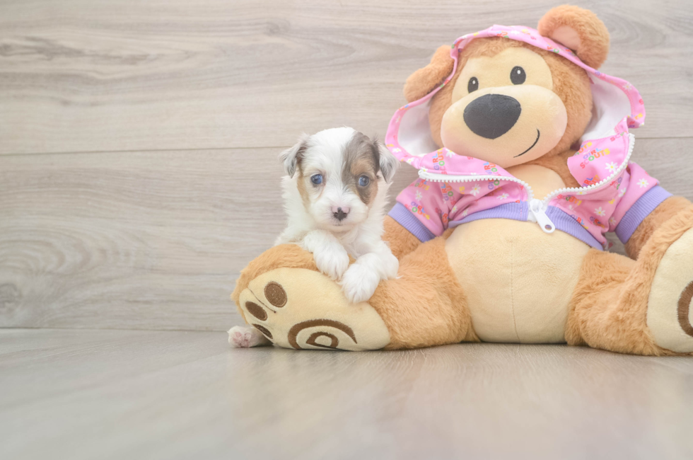 8 week old Mini Aussiedoodle Puppy For Sale - Puppy Love PR