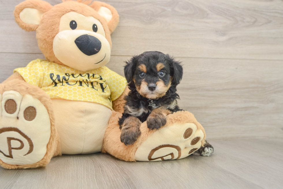 Mini Aussiedoodle Puppy for Adoption