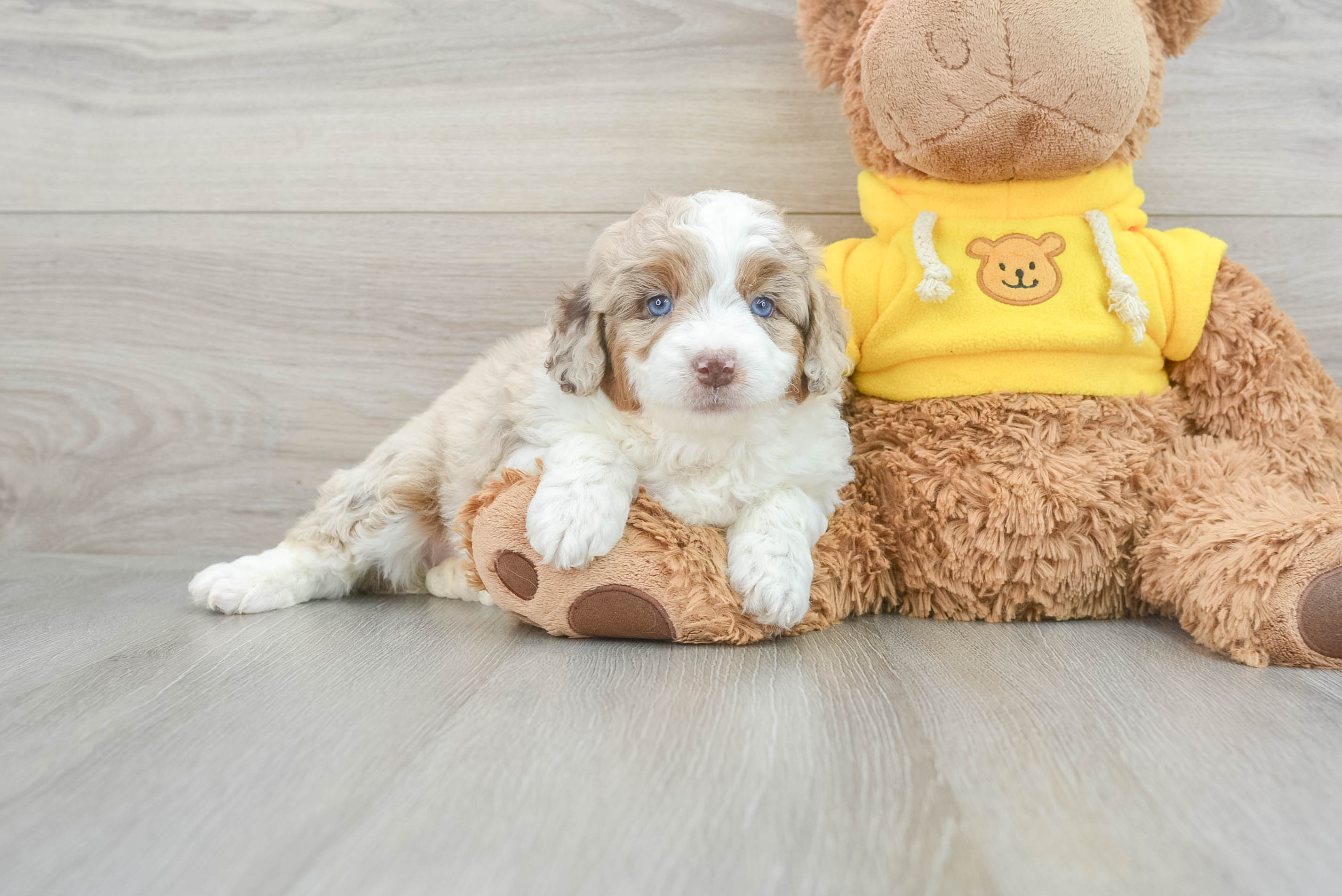 Best Mini Aussiedoodle Baby