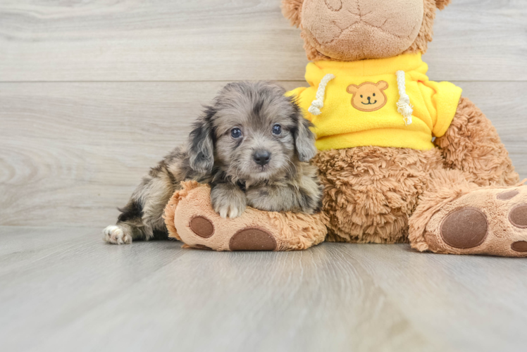Smart Mini Aussiedoodle Poodle Mix Pup