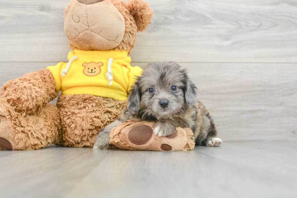 Small Mini Aussiedoodle Baby
