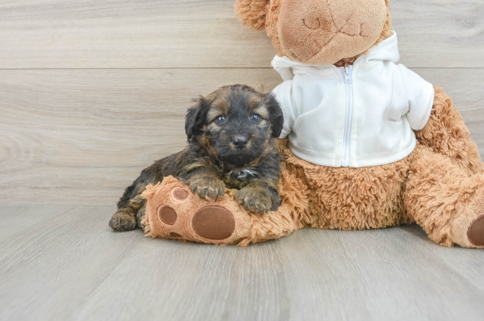 6 week old Mini Aussiedoodle Puppy For Sale - Puppy Love PR