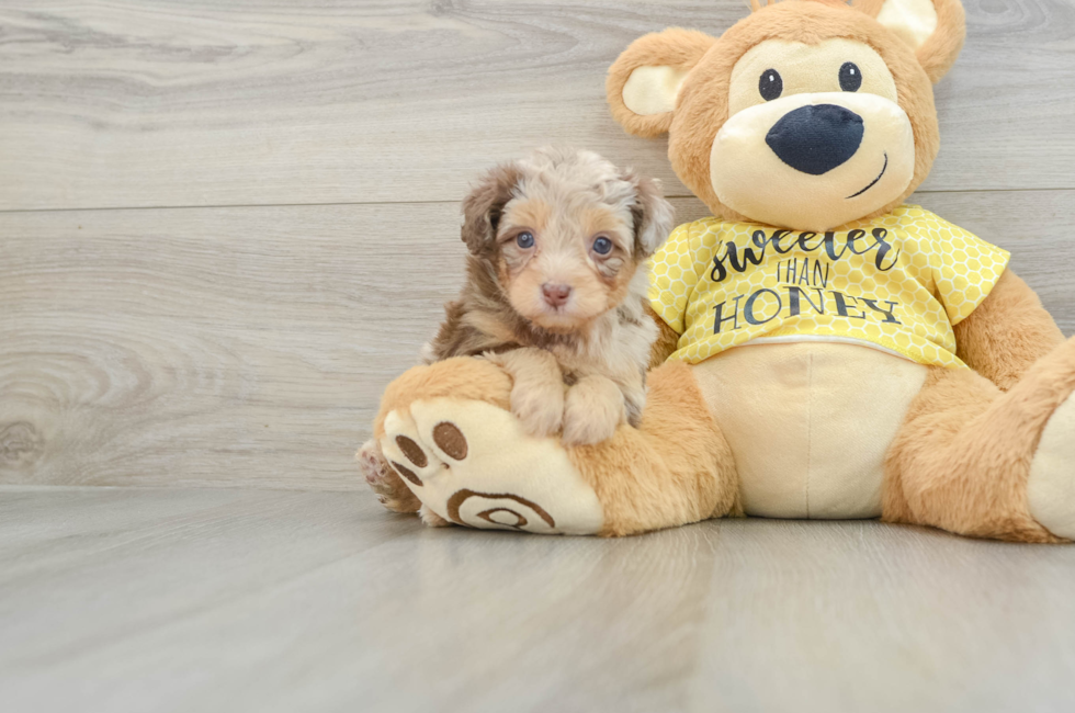 6 week old Mini Aussiedoodle Puppy For Sale - Puppy Love PR