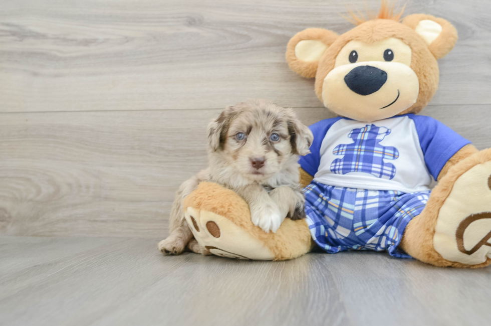 6 week old Mini Aussiedoodle Puppy For Sale - Puppy Love PR