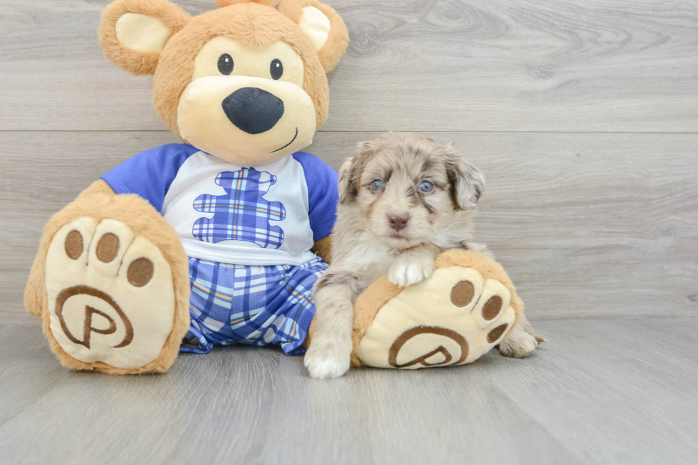 Small Mini Aussiedoodle Baby