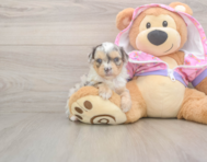 8 week old Mini Aussiedoodle Puppy For Sale - Puppy Love PR