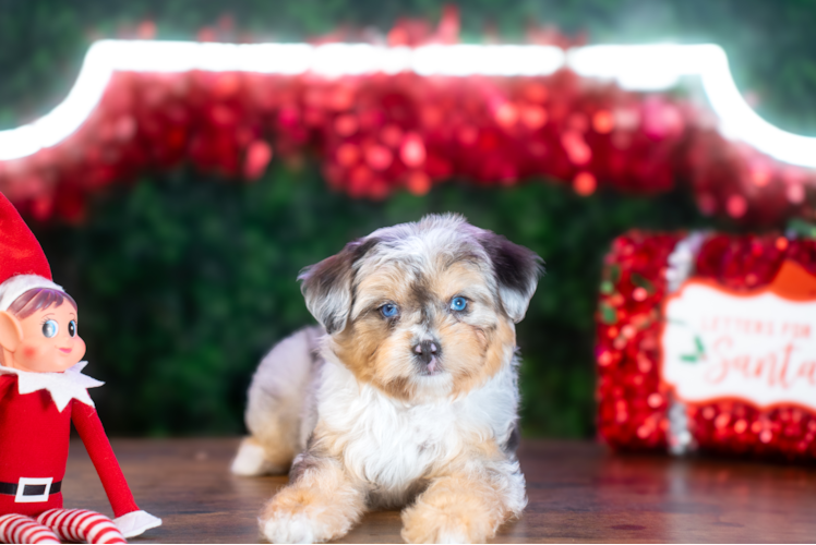 Mini Aussiedoodle Puppy for Adoption