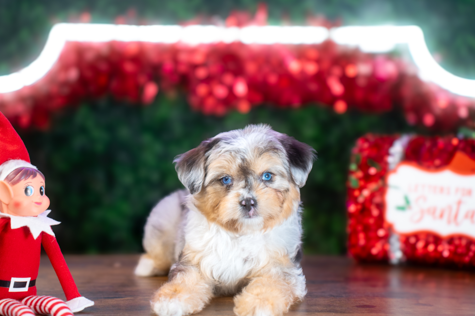 Mini Aussiedoodle Puppy for Adoption